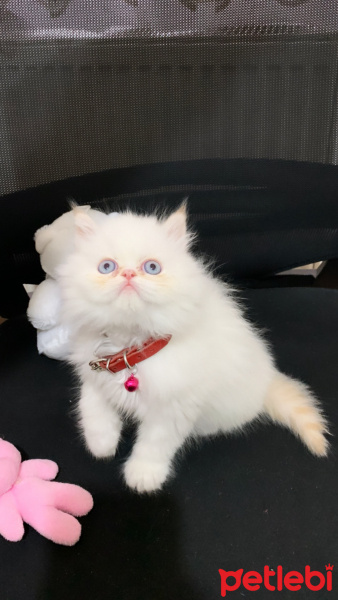 Exotic Shorthair, Kedi Exotic longhair fotoğrafı