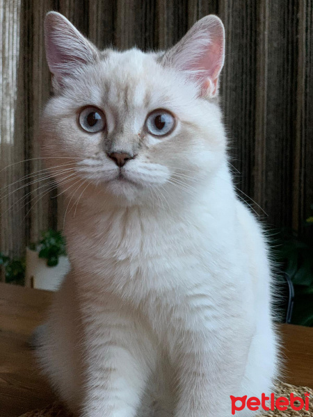 British Shorthair, Kedi Müjgan fotoğrafı