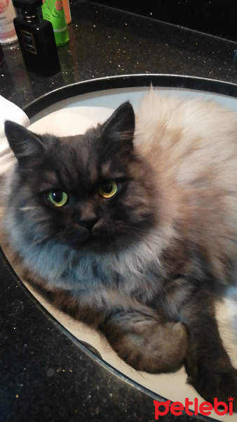 İran Kedisi (Persian), Kedi Puffy fotoğrafı