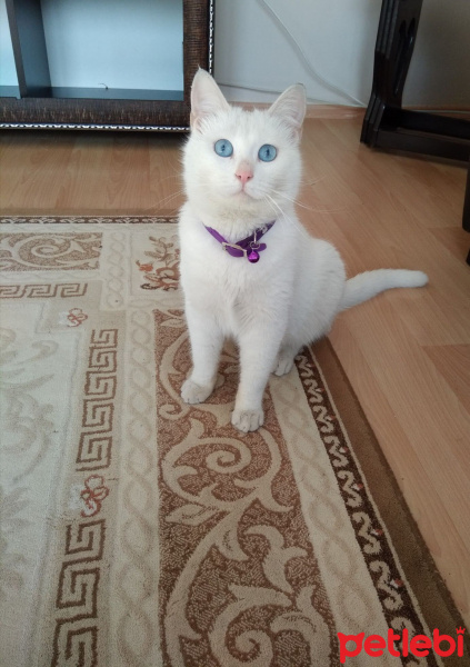 Ankara Kedisi, Kedi Kaymak fotoğrafı