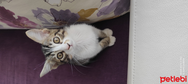 Tekir Kedi, Kedi Gofi fotoğrafı