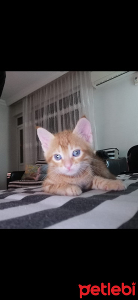 Tekir Kedi, Kedi ricky fotoğrafı
