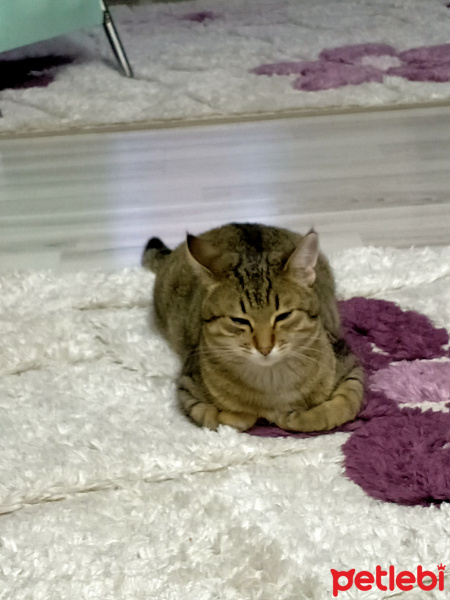 Tekir Kedi, Kedi Karabiber fotoğrafı