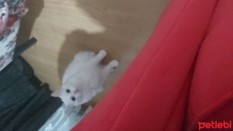 Van Kedisi, Kedi Miwa fotoğrafı