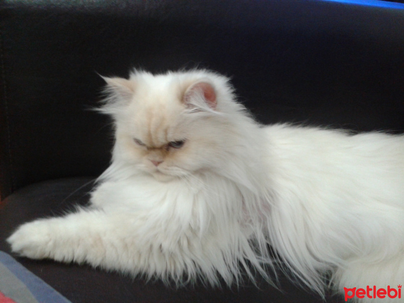 İran Kedisi (Persian), Kedi Mini fotoğrafı