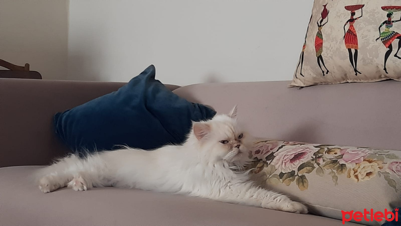 İran Kedisi (Persian), Kedi Mini fotoğrafı