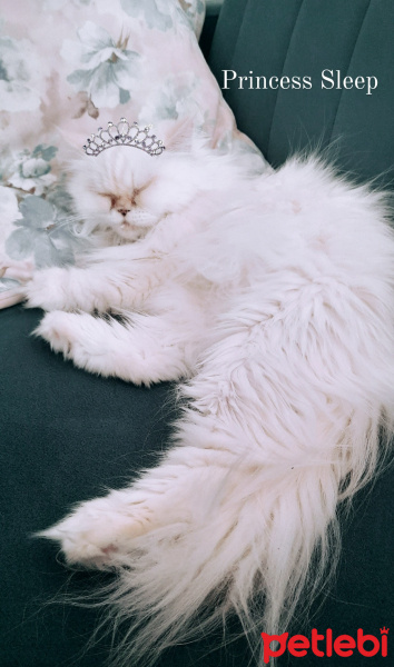 İran Kedisi (Persian), Kedi Mini fotoğrafı