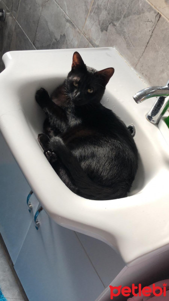 Sarman, Kedi Kediş fotoğrafı