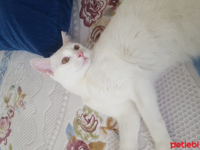 Van Kedisi, Kedi Mişa fotoğrafı