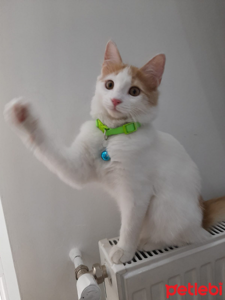 Tekir Kedi, Kedi Lokum fotoğrafı