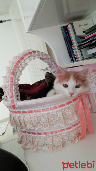 Tekir Kedi, Kedi Lokum fotoğrafı