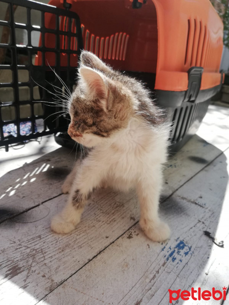 Tekir Kedi, Kedi Tospik fotoğrafı