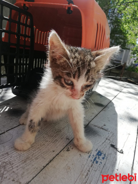 Tekir Kedi, Kedi Tospik fotoğrafı