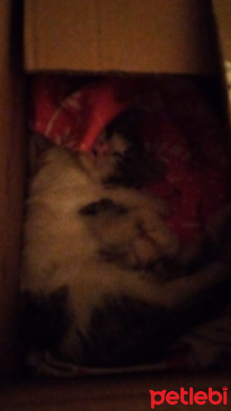 Tekir Kedi, Kedi Tospik fotoğrafı