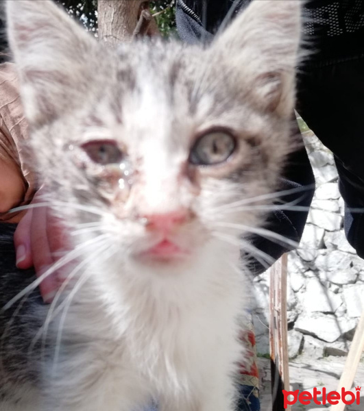 Tekir Kedi, Kedi Tospik fotoğrafı