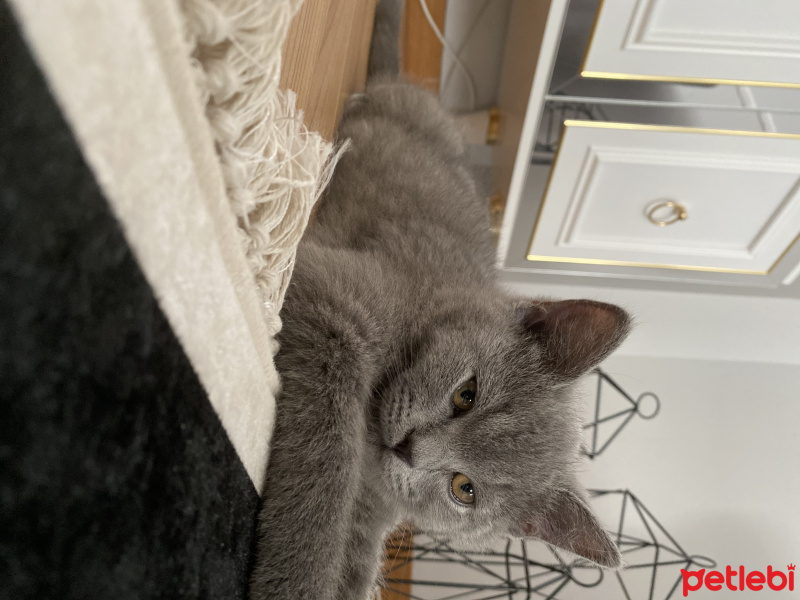 British Shorthair, Kedi Behlül fotoğrafı