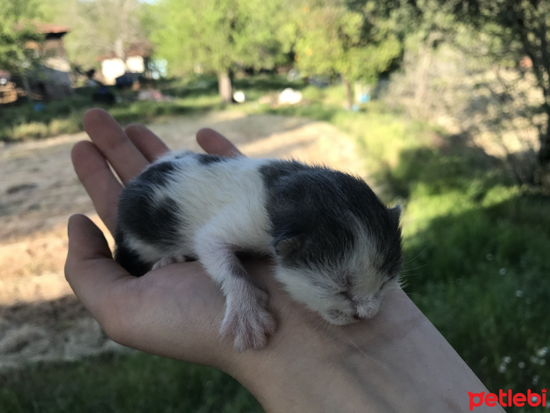Tekir Kedi, Kedi Poki fotoğrafı