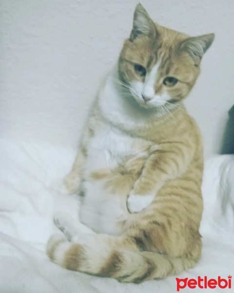 Sarman, Kedi SarıCan fotoğrafı