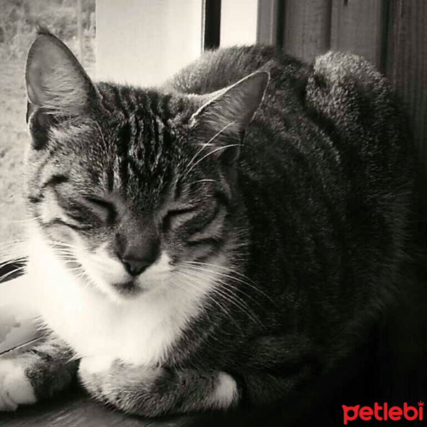 Tekir Kedi, Kedi MIRMIR fotoğrafı