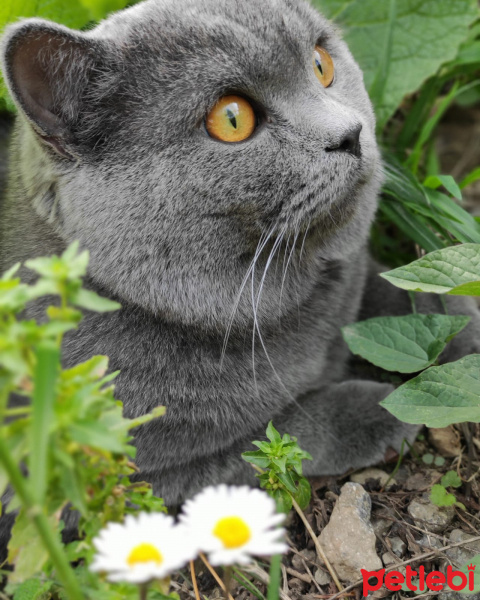 British Shorthair, Kedi MAVROS fotoğrafı