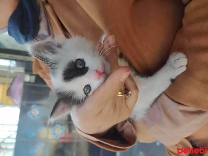 Tekir Kedi, Kedi Tokyo fotoğrafı