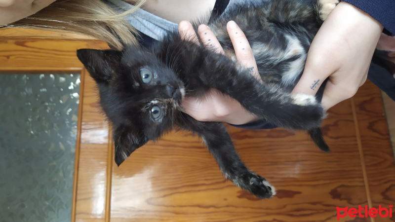 Tekir Kedi, Kedi Mişa fotoğrafı