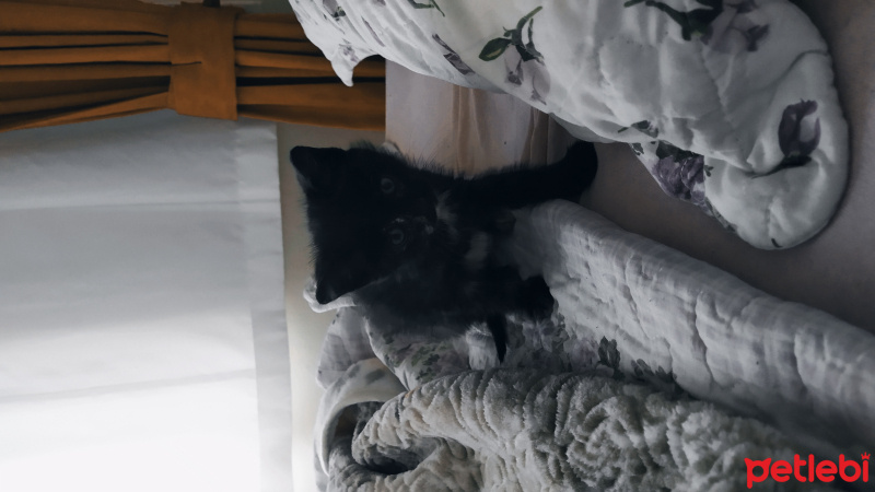 Tekir Kedi, Kedi Mişa fotoğrafı