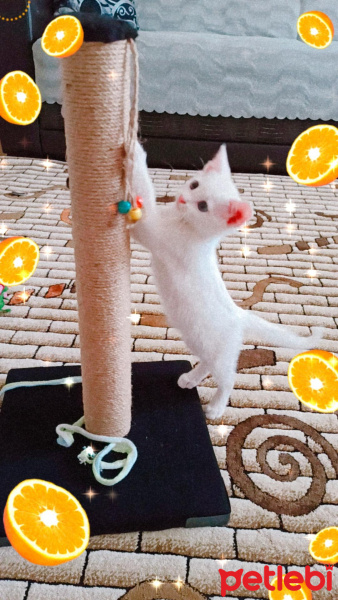 Tekir Kedi, Kedi uzay fotoğrafı