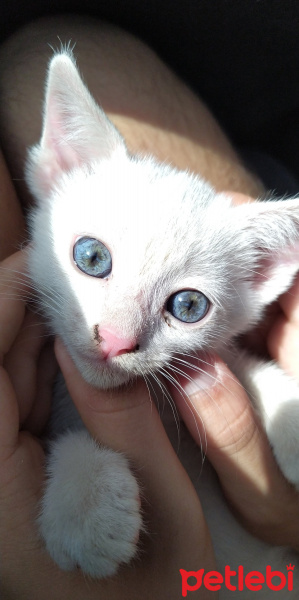 Tekir Kedi, Kedi uzay fotoğrafı