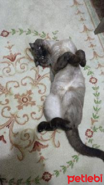 Scottish Fold, Kedi  paşa fotoğrafı