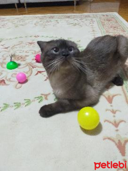Scottish Fold, Kedi  paşa fotoğrafı