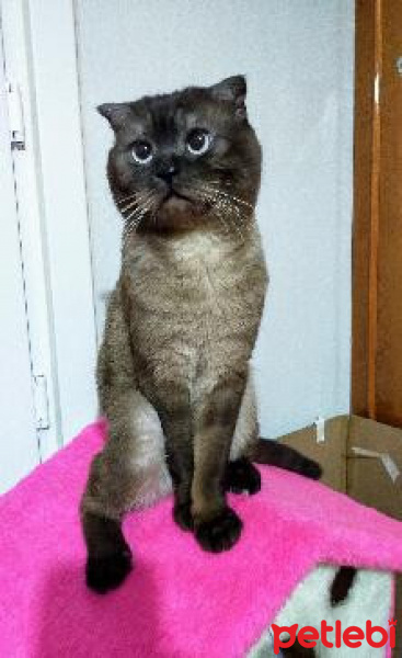 Scottish Fold, Kedi  paşa fotoğrafı