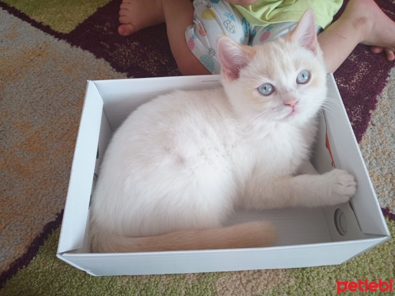Scottish Fold, Kedi  Zeus fotoğrafı