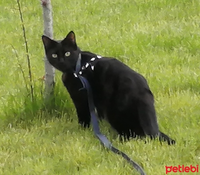 Tekir Kedi, Kedi Gece fotoğrafı