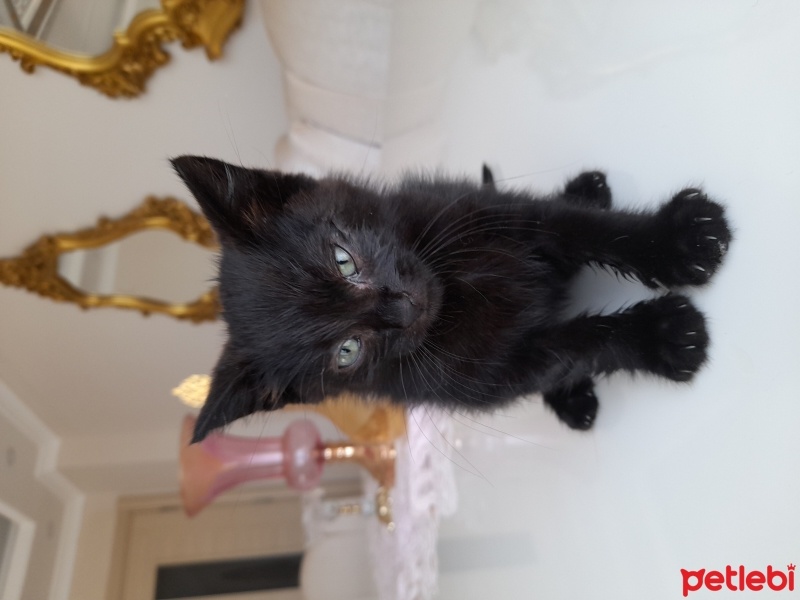 Tekir Kedi, Kedi GECE fotoğrafı