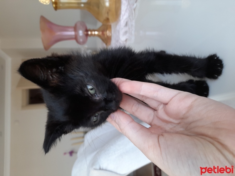 Tekir Kedi, Kedi GECE fotoğrafı