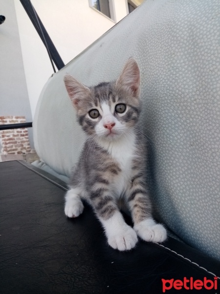 Tekir Kedi, Kedi  Aragog, sis coconat fotoğrafı