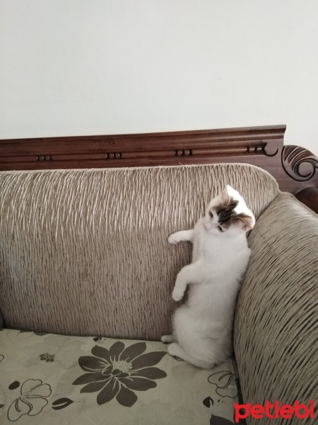 Tekir Kedi, Kedi  Ares ve zeus fotoğrafı