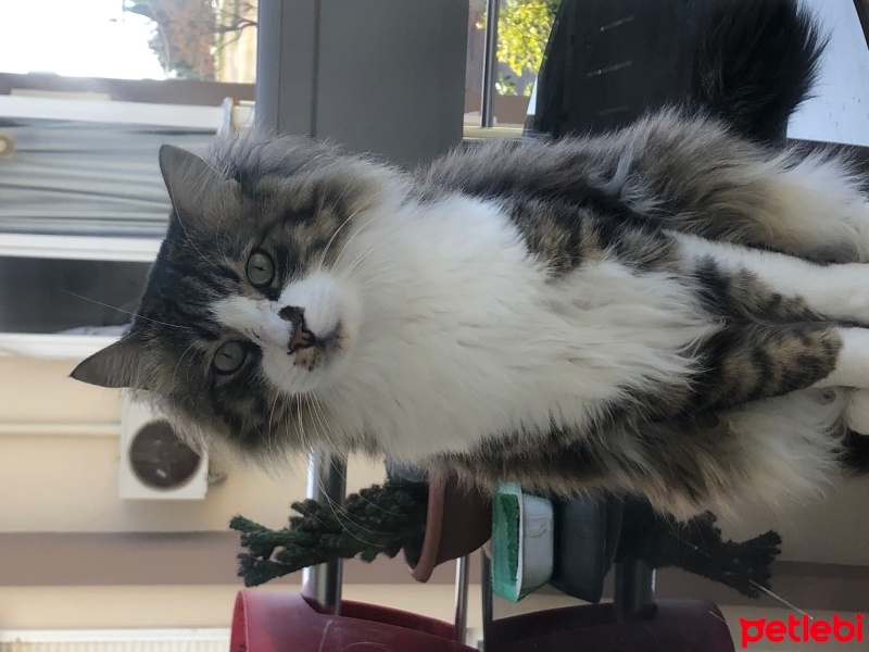 Norwegian Forest, Kedi  Yumak fotoğrafı