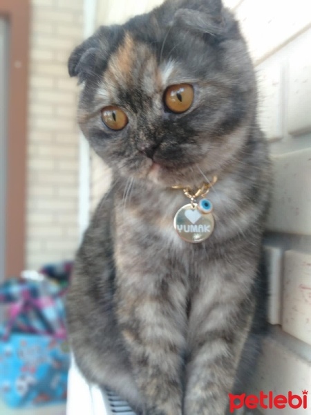 Scottish Fold, Kedi  yumak fotoğrafı