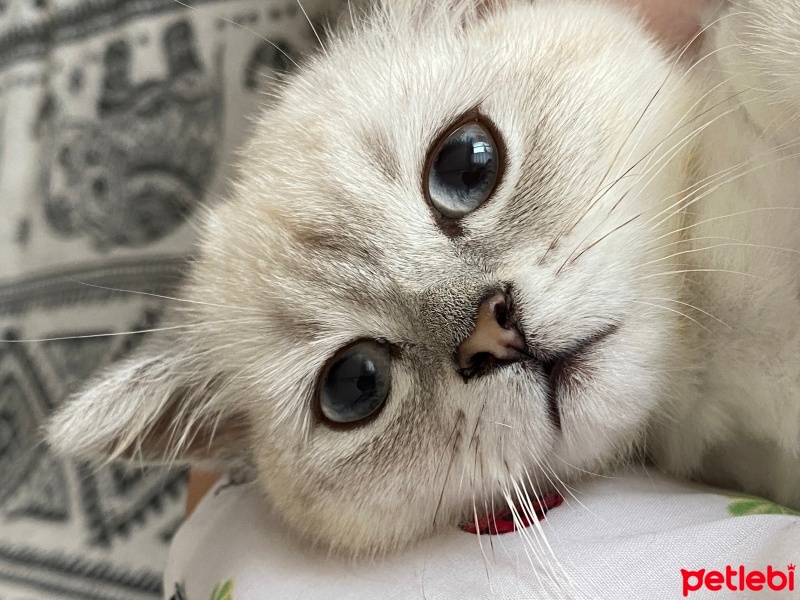 British Shorthair, Kedi Bella fotoğrafı