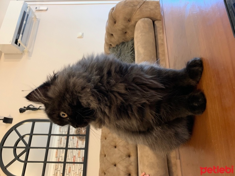 British Shorthair, Kedi Gece fotoğrafı
