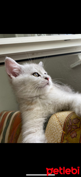 British Shorthair, Kedi  Zeus fotoğrafı
