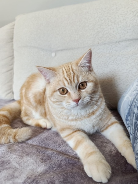 British Shorthair, Kedi Loki fotoğrafı