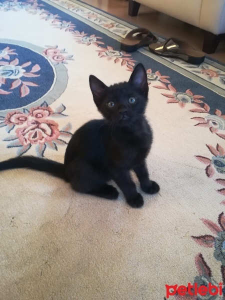 Tekir Kedi, Kedi gece fotoğrafı