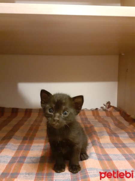 Tekir Kedi, Kedi gece fotoğrafı