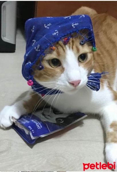 Sarman, Kedi GÜNEŞ fotoğrafı