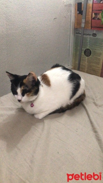 Tekir Kedi, Kedi  Fıstık Köfte fotoğrafı