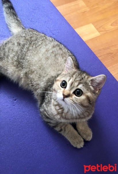 British Shorthair, Kedi  Mone fotoğrafı