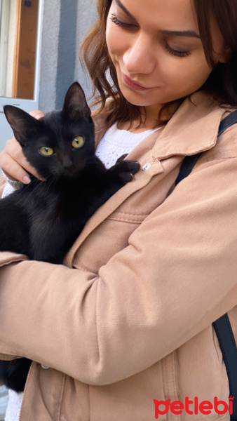 Tekir Kedi, Kedi Minik fotoğrafı